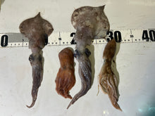 画像をギャラリービューアに読み込む, タコ🐙イカ🦑4匹セット2025.10.16
