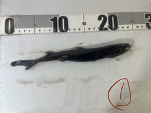 画像をギャラリービューアに読み込む, 2025.11.15 カラスザメ
