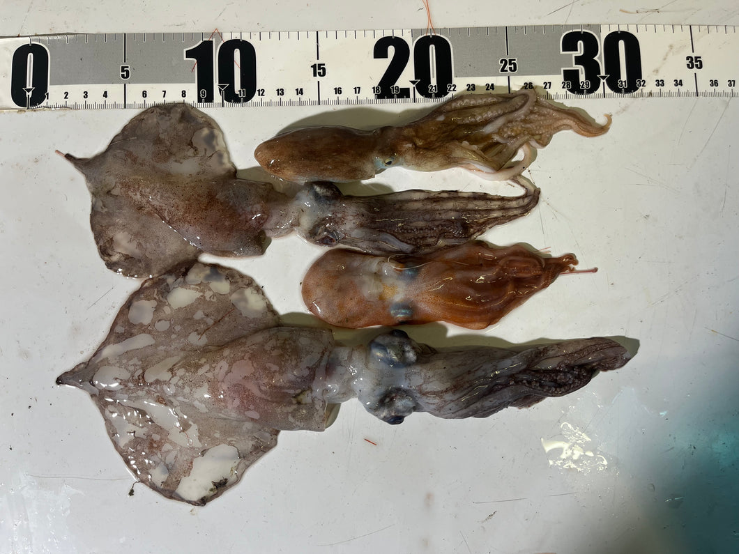 タコ🐙イカ🦑4匹セット2025.10.16