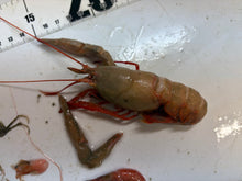 画像をギャラリービューアに読み込む, 【-60度】エビ🦐カニ🦀セット2026.5.7
