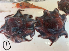 画像をギャラリービューアに読み込む, -60度深海魚セット【2026.3.10】
