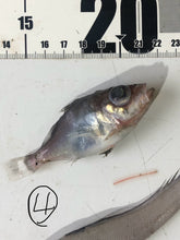 画像をギャラリービューアに読み込む, 【-60度】色々な深海魚　2026.1.19
