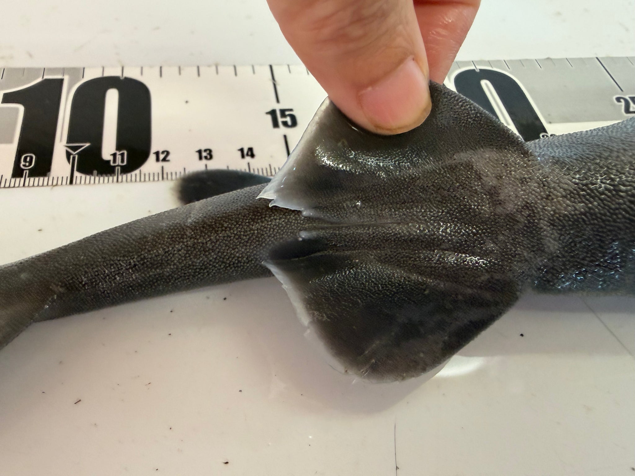 ヨロイザメ【2026.10.7】 – 深海魚直送便