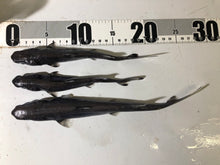 画像をギャラリービューアに読み込む, 【-60度】カラスザメ属3匹セット

