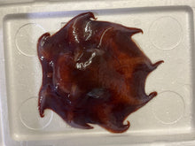 画像をギャラリービューアに読み込む, センベイダコ【2025.10.16】
