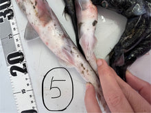 画像をギャラリービューアに読み込む, サメ詰め合わせセット【2025.11.4】
