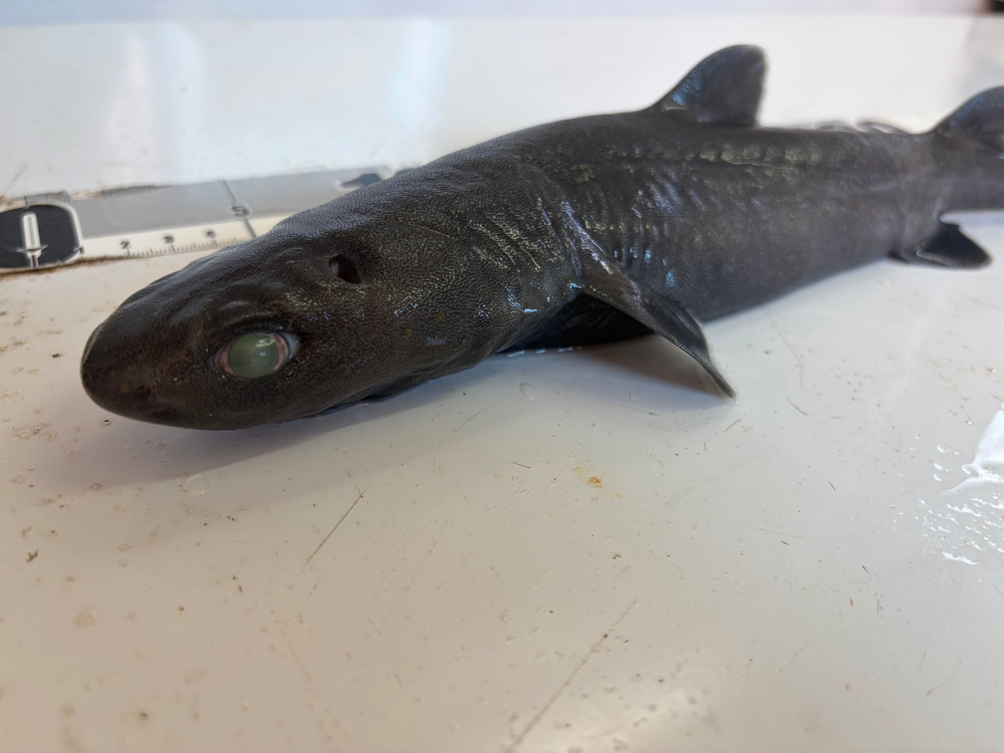 深海魚標本ヨロイザメ ヨロイザメ【2026.10.7】 – 深海魚直送便