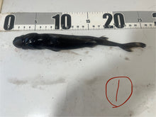 画像をギャラリービューアに読み込む, 2025.11.15 カラスザメ
