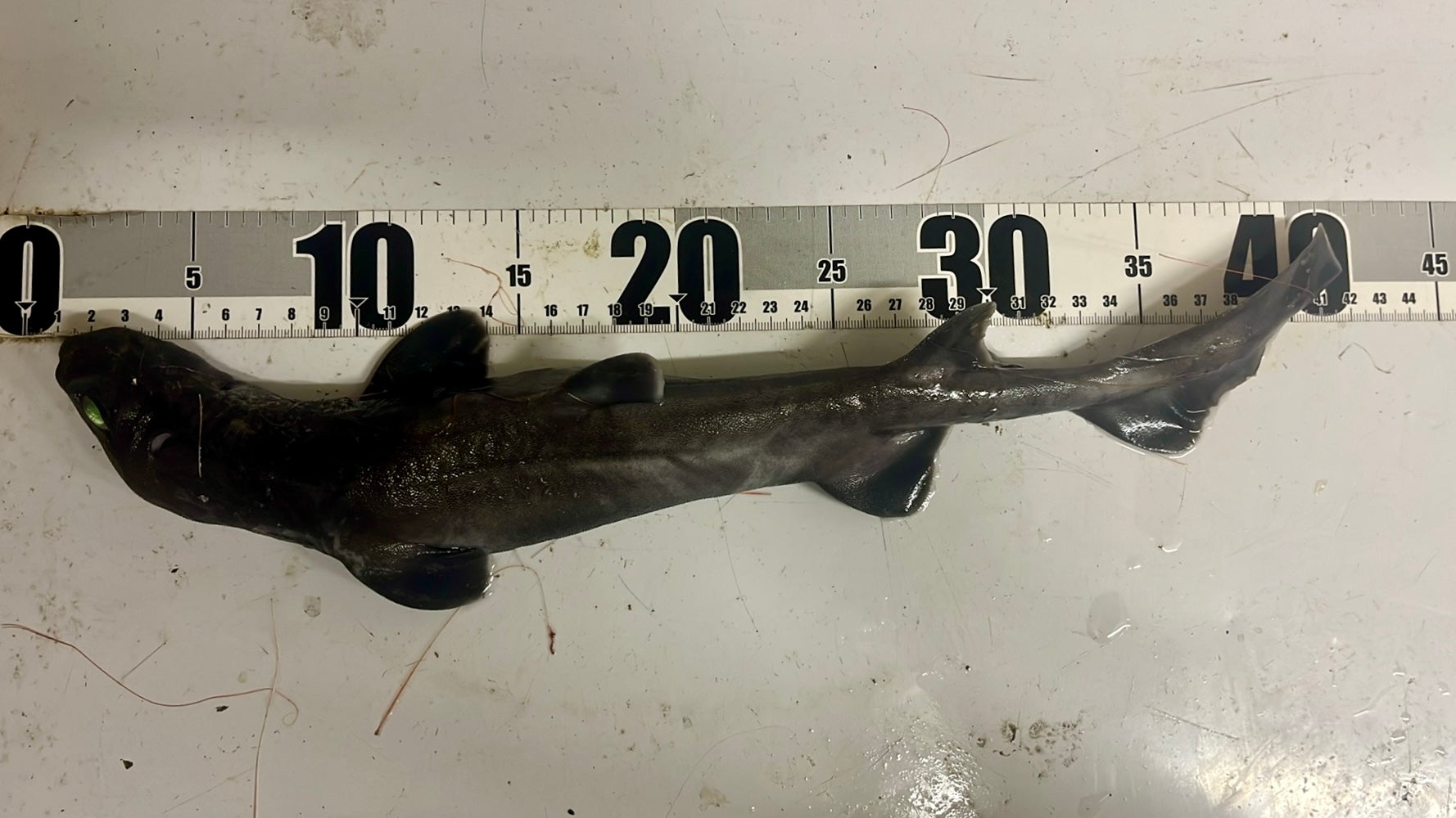 ヨロイザメ？ – 深海魚直送便