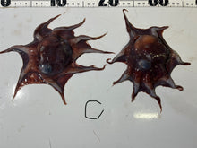 画像をギャラリービューアに読み込む, 【-60度】メンダコ属
