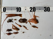 画像をギャラリービューアに読み込む, エビ🦐カニ🦀セット2026.5.12
