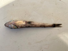 画像をギャラリービューアに読み込む, アオメエソの仲間
