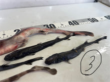 画像をギャラリービューアに読み込む, サメ詰め合わせセット【2025.11.4】
