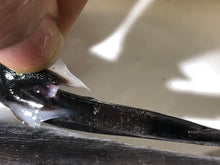 画像をギャラリービューアに読み込む, 【-60度】カラスザメ属3匹セット
