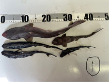 画像をギャラリービューアに読み込む, サメ詰め合わせセット【2025.11.4】
