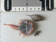 画像をギャラリービューアに読み込む, アカフウリュウウオなどセット【202510.13】-60度
