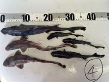 画像をギャラリービューアに読み込む, サメ詰め合わせセット【2025.11.4】
