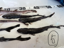 画像をギャラリービューアに読み込む, サメ詰め合わせセット【2025.11.4】
