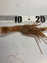 画像をギャラリービューアに読み込む, クボエビ2026.3.18
