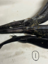 画像をギャラリービューアに読み込む, カラスザメ属3匹セット（採取地など記載）
