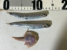 画像をギャラリービューアに読み込む, 【2026.2.14】アミメフウリュウウオ、ギンザケイワシ-60度
