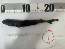 画像をギャラリービューアに読み込む, 2025.11.15 カラスザメ
