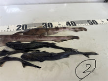 画像をギャラリービューアに読み込む, サメ詰め合わせセット【2025.11.4】
