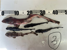 画像をギャラリービューアに読み込む, サメ詰め合わせセット【2025.11.4】
