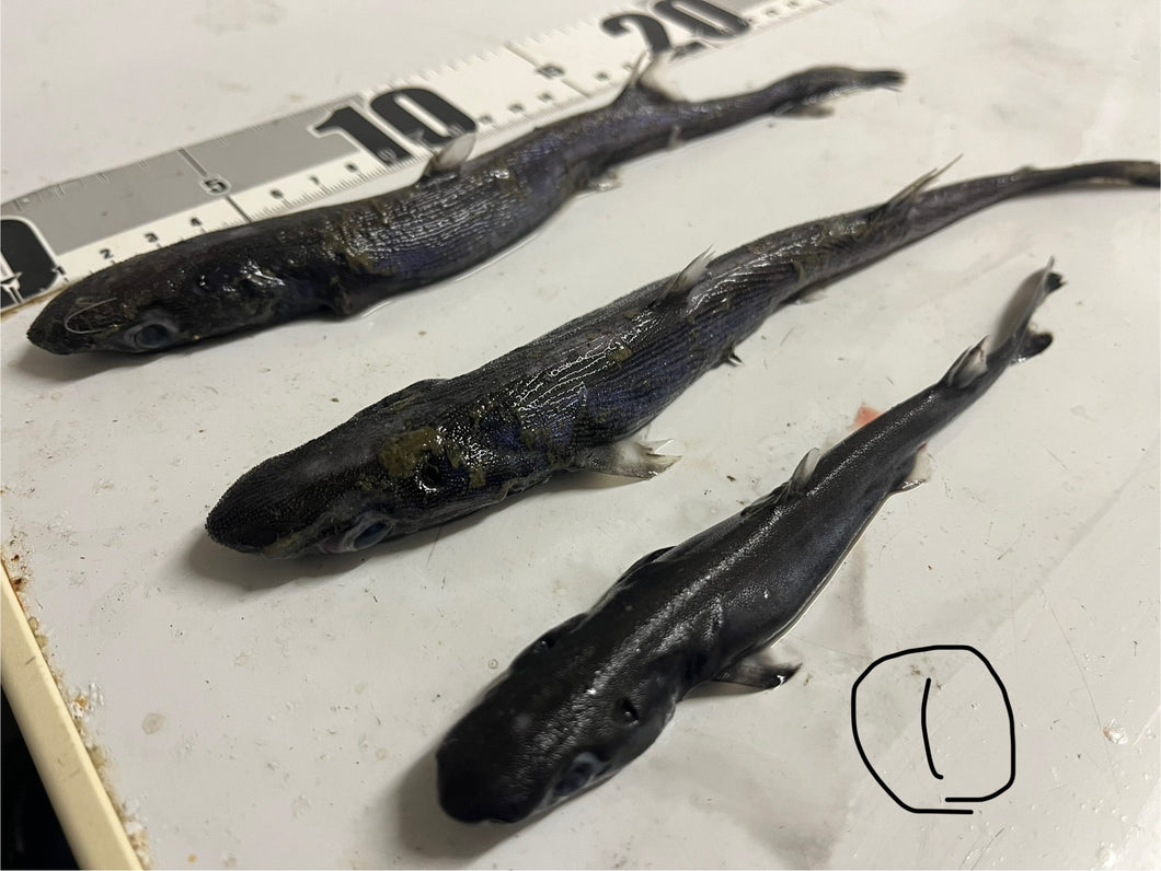 カラスザメ属3匹セット（採取地など記載）