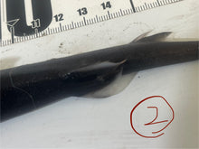 画像をギャラリービューアに読み込む, 2025.11.15 カラスザメ
