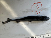 画像をギャラリービューアに読み込む, 2025.11.15 カラスザメ
