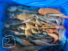 画像をギャラリービューアに読み込む, 【-60度】🉐2026.2.14ヘンテコ深海魚便（食べられません）採取地など記載
