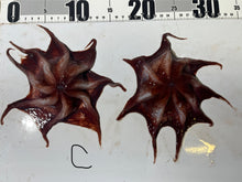 画像をギャラリービューアに読み込む, 【-60度】メンダコ属
