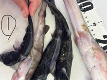 画像をギャラリービューアに読み込む, サメ詰め合わせセット【2025.11.4】
