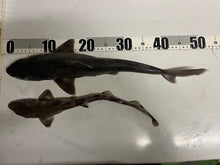 画像をギャラリービューアに読み込む, 【-60度】ツノザメ 属ヤモリザメ属2匹セット
