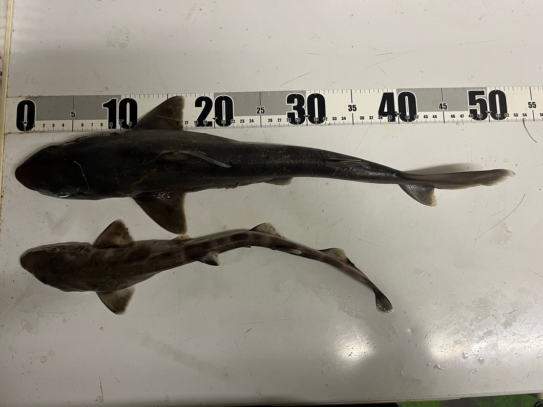 【-60度】ツノザメ 属ヤモリザメ属2匹セット