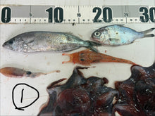 画像をギャラリービューアに読み込む, -60度深海魚セット【2026.3.10】
