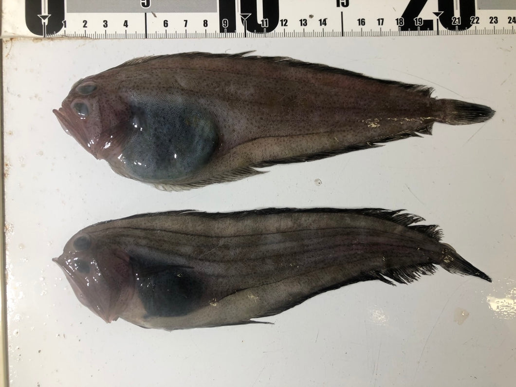 魚 ＠ 次回発送 1/6〜 60度】ザラガレイ2種 – 深海魚直送便