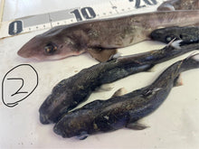 画像をギャラリービューアに読み込む, サメ詰め合わせセット【2025.11.4】
