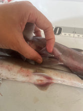 画像をギャラリービューアに読み込む, ヘラザメ属とホシザメ
