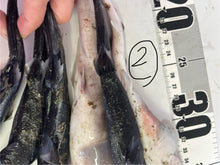 画像をギャラリービューアに読み込む, サメ詰め合わせセット【2025.11.4】
