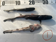 画像をギャラリービューアに読み込む, 2025.11.13 サメセット
