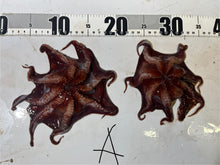 画像をギャラリービューアに読み込む, 【-60度】メンダコ属
