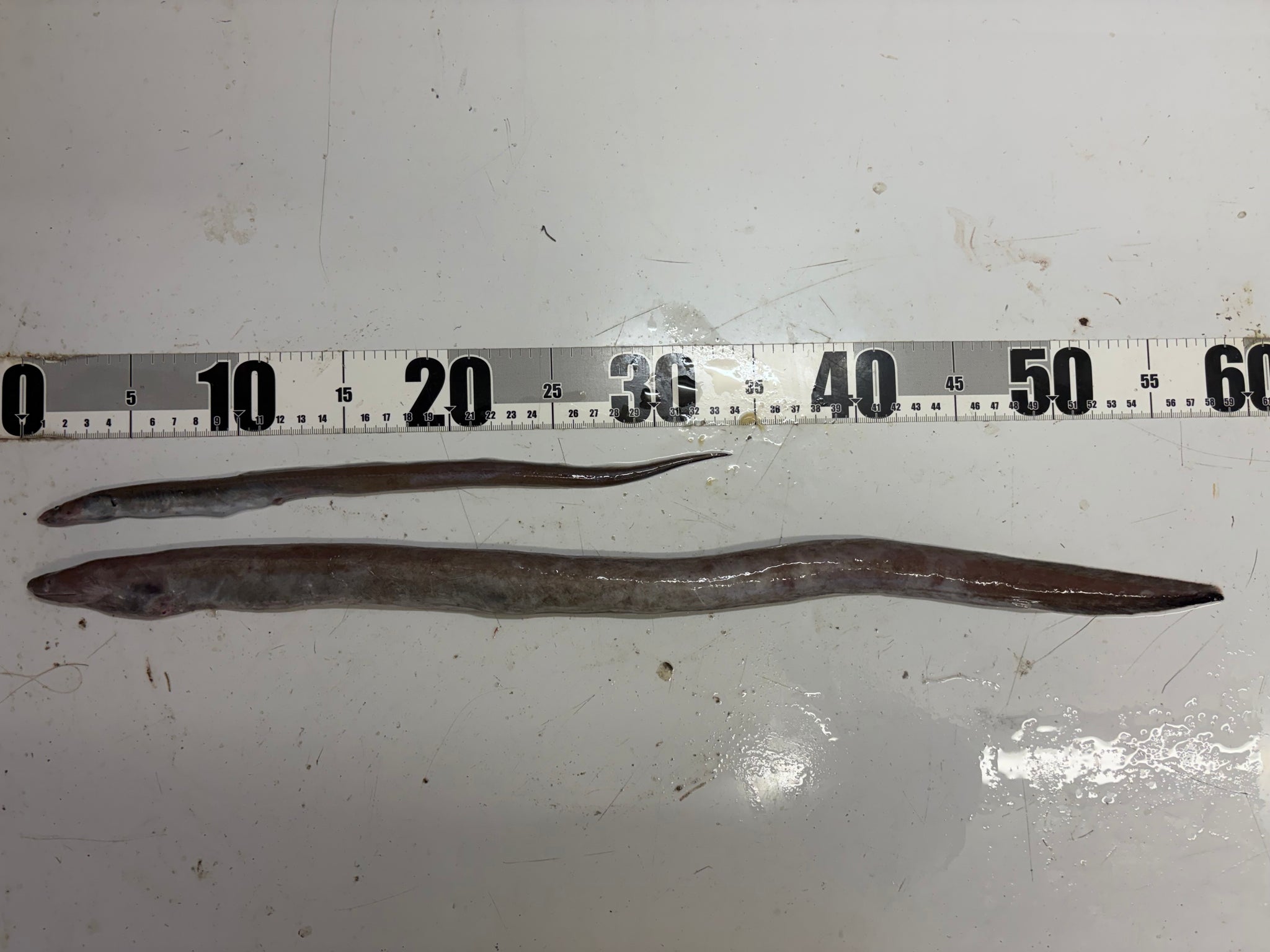 全ての商品 – 深海魚直送便