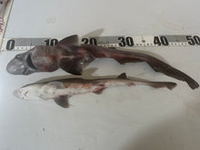 画像をギャラリービューアに読み込む, ヘラザメ属とホシザメ
