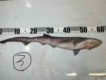 画像をギャラリービューアに読み込む, 【-60度】エドアブラザメ2025.10.29
