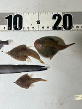画像をギャラリービューアに読み込む, おすすめ深海魚5匹セット【2025.10.16】
