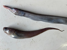 画像をギャラリービューアに読み込む, クズアナゴ科とオニカクレウオ2025.10.29
