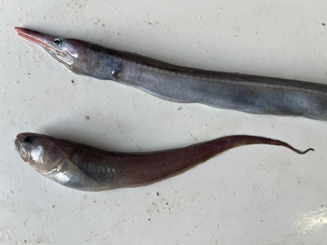 クズアナゴ科とオニカクレウオ2025.10.29