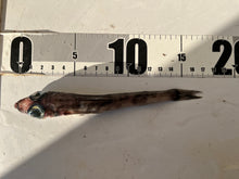 画像をギャラリービューアに読み込む, アオメエソの仲間
